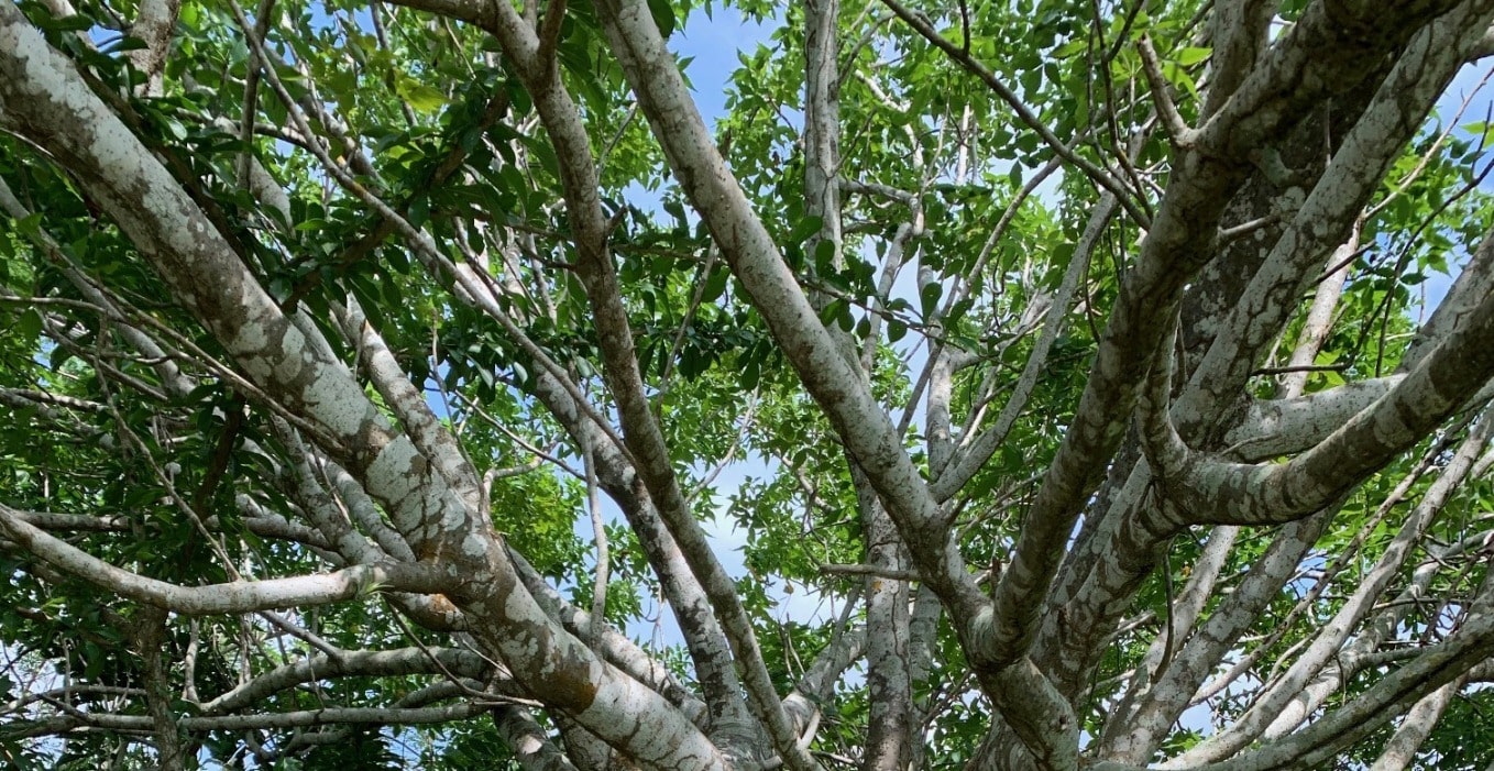 Bursera Graveolens - всё про Пало Санто