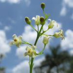 Цветы Пало Санто El Palo Santo Bursera Graveolens